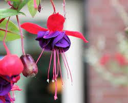 Free Image On Pixabay Fuchsia Purple Rose Flower Types Of Purple Flowers Purple Flowers Purple Flower Pictures
