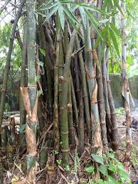 Image result for Oreobambos