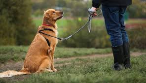 What kind of transportation does pet pros use? We Re Heading To London But How To Take The Dog The New York Times