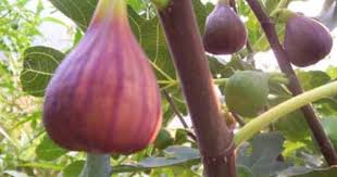 Ficus Carica Osborn S Prolific Ficus Fruit Trees Plants