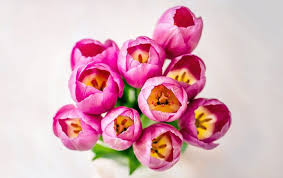 Types Of Tulips A Visual Guide Ftd Com