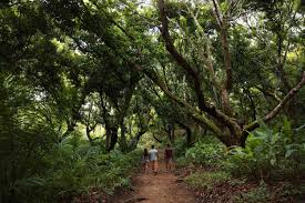 Image result for Nicolasia costata