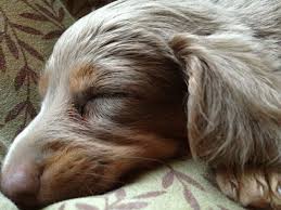 Our Long Haired Isabella Dachshund 3 Dachshund Mom Dachshund Lovers Dachshund Love