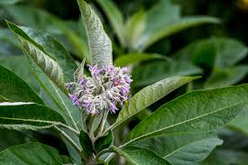 Image result for Solanum schumannianum