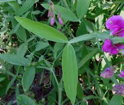 Image result for Oxyanthus latifolius