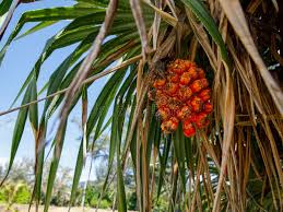 Image result for Pandanus sp. B