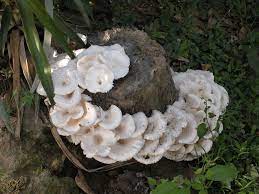 Cendawan mengandungi beberapa bahan yang boleh membantu menurunkan kolesterol anda. Loras Active To Survived 17 Jenis Cendawan Kulat Liar Yang Selamat Dimakan Dan Nilai Perubatan