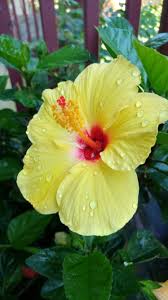 Yellow Hibiscus Flower Hibiscus Plant Beautiful Flowers Hibiscus Flowers