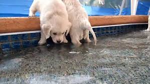 Check spelling or type a new query. Golden Retriever Puppies Go Swimming For The First Time Daily Mail Online
