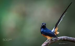 Shama Null Burung Cantik Burung Lukisan