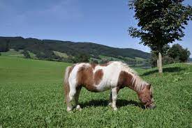 Check spelling or type a new query. American Miniature Horse Im Rasseportrait Zooroyal Magazin