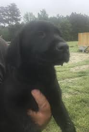 Professionally trained hunting labrador retrievers for sale. Male Chocolate Lab Puppy For Sale Virginia Beach Va