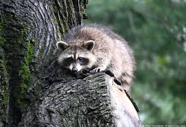 Does anyone have a copy of the screenplay for nocturnal animals please? 8 Sounds And Noises That Ll Scare Raccoons Pest Pointers Tips For At Home Pest Control