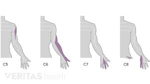 Cervical Spinal Nerves