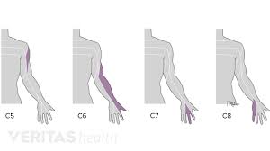 Cervical Spinal Nerves