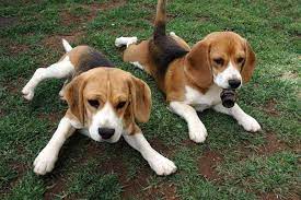 Many people crave having cute and adorable healthy pets. Beagle Basset Hound Mix Puppies For Sale Petsidi
