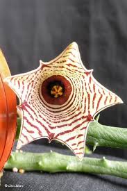 Image result for Huernia leachii