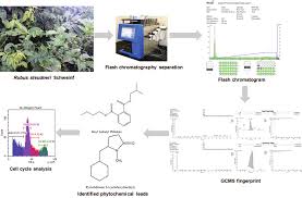 Image result for Rubus steudneri