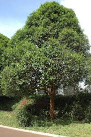 Image result for Warburgia