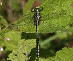 Black And Yellow Dragonfly With Green Eyes Dromogomphus Spinosus Black Shouldered Spinyleg Male Male Types Of Dragonflies Shoulder