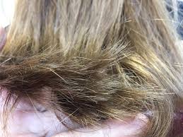 It's when the shaft of your hair splits into two or more segments, usually at the tip. Is Cutting Your Hair The Only Way To Get Rid Of Split Ends South China Morning Post