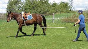 Check spelling or type a new query. Lunging With Feel Horse Canada