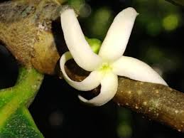 Image result for Malouetia