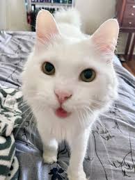 manx cats!!