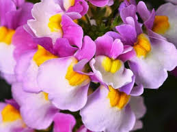 Image result for Nemesia