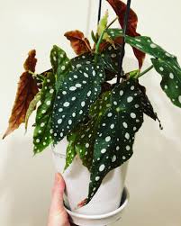 Plant database entry for begonia 'linda dawn' with 2 images and 10 data details. Begonia Maculata 7 Expert Care Tips And Growing Guide