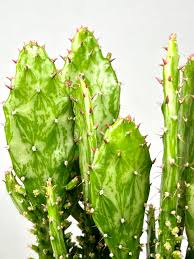 Image result for Opuntia monacantha