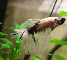 Clean clean water, warmth, and proper food. Is This Fin Rot Or Just Him Tearing Or Biting Himself Pets Stack Exchange