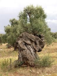 7210c6aa44b67164ee7fe54ccc6514e9 Jpg 375 500 Olive Tree Weird Trees Nature Tree