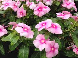 Some Annuals Need Very Little Maintenance Plants Flowers Vinca