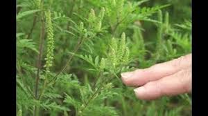 Le pollen de l'ambroisie, plante envahissante originaire d'amérique du nord, déclenche de sévères allergies. L Ambroisie Une Plante Invasive Youtube