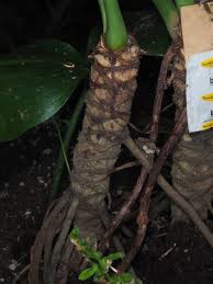 Image result for Rhaptopetalum roseum