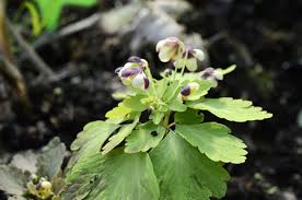 Image result for Isopyrum nipponicum