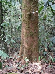 Image result for Magnistipula sapinii