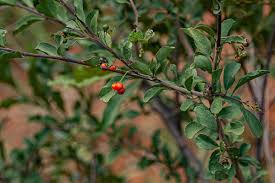 Image result for Ehretia rigida