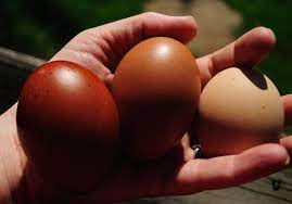 Found this cool egg on pinterest. Black Copper Marans I Admit It I Was Wrong My Pet Chicken Blog