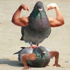 Birds With Human Arms Video Birds With Arms Photoshopped Animals Funny Animals Funny Animal Memes