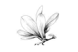 Hand Sketched Magnolia Hand Sketch Magnolia Illustration Design