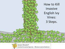 How can i get rid of ivy in the garden. Pin On Gardening