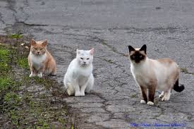 ‪Feral Cats of the Last Frontier | Britannica‬‏