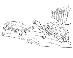 Western painted turtle coloring page from terrapin category. Pin On Coloring Page 3