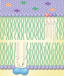 What is lipids composed of. Working Towards An Exegesis For Lipids In Biology Nature Chemical Biology