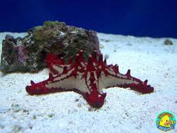 13 Fish Tank Ideas Fish Ocean Creatures Salt Water Fish