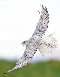 Small British Birds Of Prey Images White Gyrfalcon Falco Rusticolus Considered To Be The Largest Of The Falcon Species Birds Of Prey Birds Nature Birds