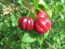 Mudas Frutíferas Atrativas de Pássaros - Frutabella