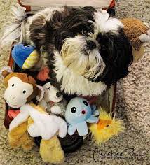 Of All Of The Black And White Shih Tzu Pups I Pinned On My Puppy Board This One Reminds Me The Most Of My Tessie Bell Who Shih Tzu Puppy